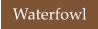 Waterfowl